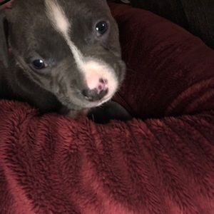 Meet your Posher, Chasitee